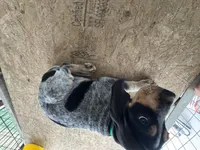 Texas Female Bluetick, a female Bluetick Coonhound for sale in Fort Worth, TX – Photo 6 of 9