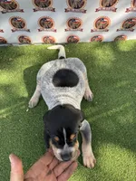 Texas Bluetick Female, a female Bluetick Coonhound for sale in Fort Worth, TX – 2 of 4