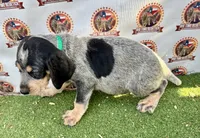 Texas UKC Blueticks - green, a male Bluetick Coonhound for sale in Fort Worth, TX – 4 of 10