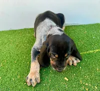 Texas Bluetick B male, a male Bluetick Coonhound for sale in Fort Worth, TX – Photo 1 of 8