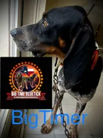 Texas Bluetick B male, a male Bluetick Coonhound for sale in Fort Worth, TX – Photo 6 of 8