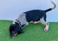 Texas Bluetick B male, a male Bluetick Coonhound for sale in Fort Worth, TX – Photo 3 of 8