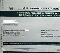 Texas Bluetick B male, a male Bluetick Coonhound for sale in Fort Worth, TX – Photo 4 of 8