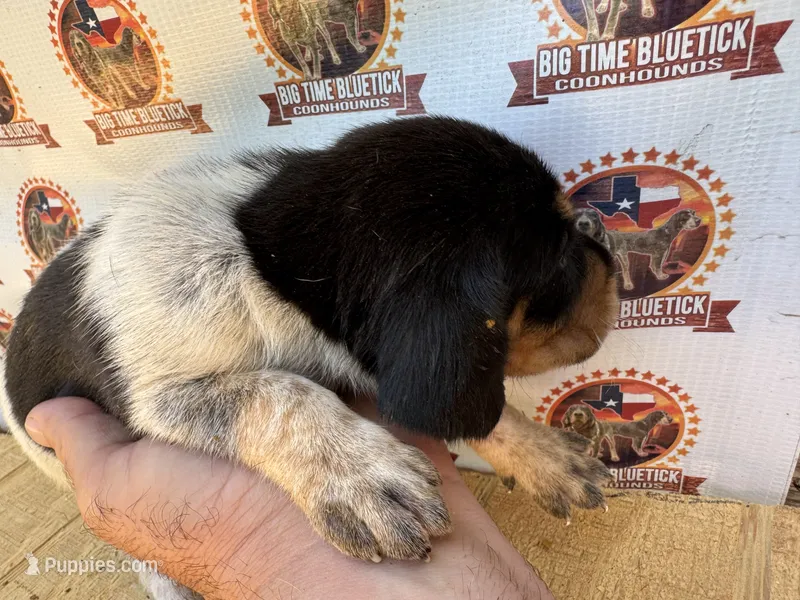 Texas Blueticks 1m  – Bluetick Coonhound puppy for sale in Fort Worth, TX