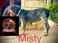 texas blue girl, a female Bluetick Coonhound for sale in Fort Worth, TX – 5 of 6