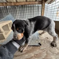 Texas Bluetick 1 F, a female Bluetick Coonhound for sale in Fort Worth, TX – Photo 5 of 9