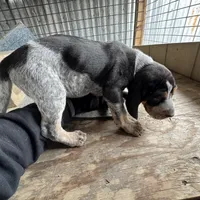 Texas Bluetick 1 F, a female Bluetick Coonhound for sale in Fort Worth, TX – Photo 3 of 9