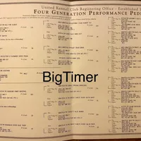 Texas Bluetick 1 F, a female Bluetick Coonhound for sale in Fort Worth, TX – Photo 7 of 9