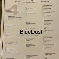 Texas Bluetick 1 F, a female Bluetick Coonhound for sale in Fort Worth, TX – Photo 8 of 9