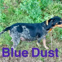 Texas Bluetick 1 F, a female Bluetick Coonhound for sale in Fort Worth, TX – Photo 9 of 9