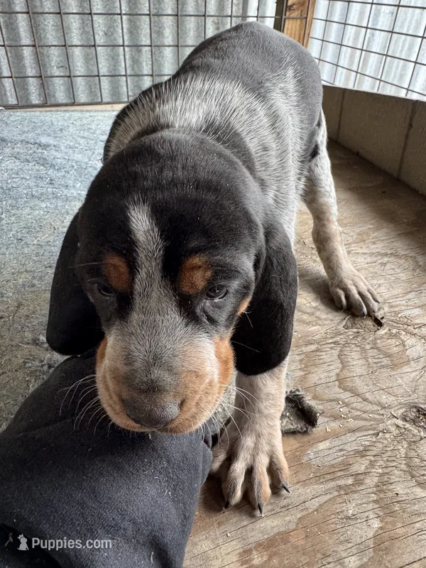 Texas Bluetick 1 F