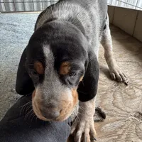 Texas Bluetick 1 F, a female Bluetick Coonhound for sale in Fort Worth, TX – Photo 1 of 9