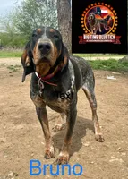 texas blue girl, a female Bluetick Coonhound for sale in Fort Worth, TX – 3 of 6