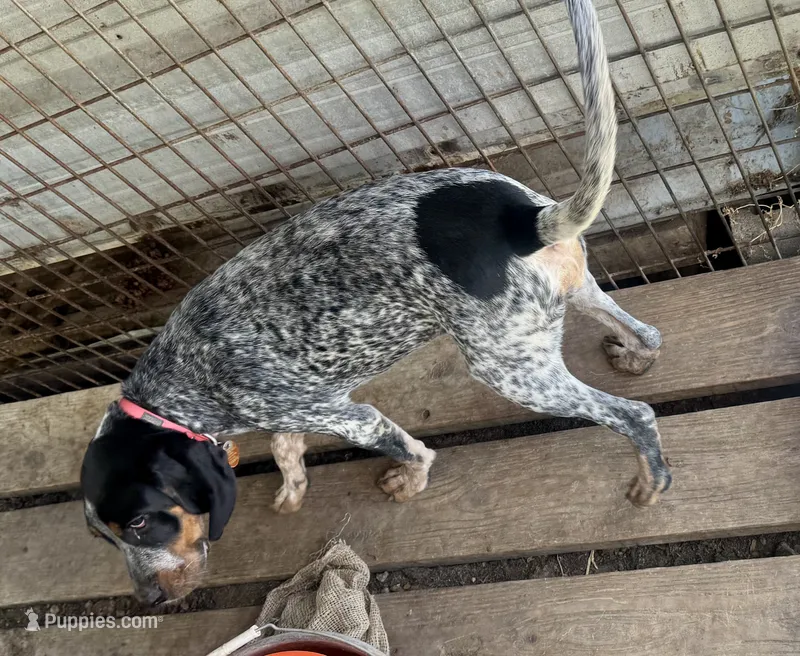 texas blue girl – Bluetick Coonhound puppy for sale in Fort Worth, TX