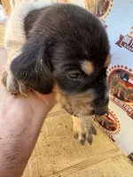Texas Blueticks 1m , a male Bluetick Coonhound for sale in Fort Worth, TX – 3 of 8