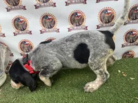 Texas Blueticks Female Red, a female Bluetick Coonhound for sale in Fort Worth, TX – 6 of 6