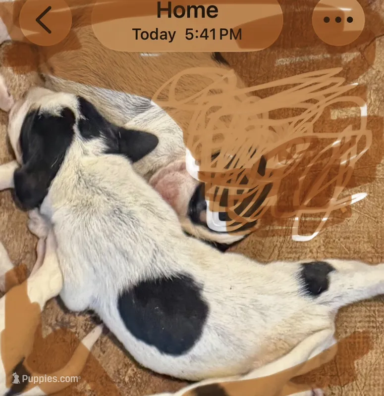 texas bluetick 1 – Bluetick Coonhound puppy for sale in Fort Worth, TX