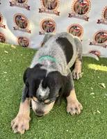 Texas UKC Blueticks - green, a male Bluetick Coonhound for sale in Fort Worth, TX – 5 of 10
