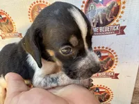 puppy 1 , a female Bluetick Coonhound for sale in Fort Worth, TX – 5 of 6