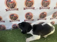 texas bluetick 1 m, a male Bluetick Coonhound for sale in Fort Worth, TX – 8 of 8