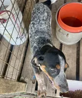 texas blue girl, a female Bluetick Coonhound for sale in Fort Worth, TX – 2 of 6