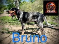 texas blue girl, a female Bluetick Coonhound for sale in Fort Worth, TX – 4 of 6