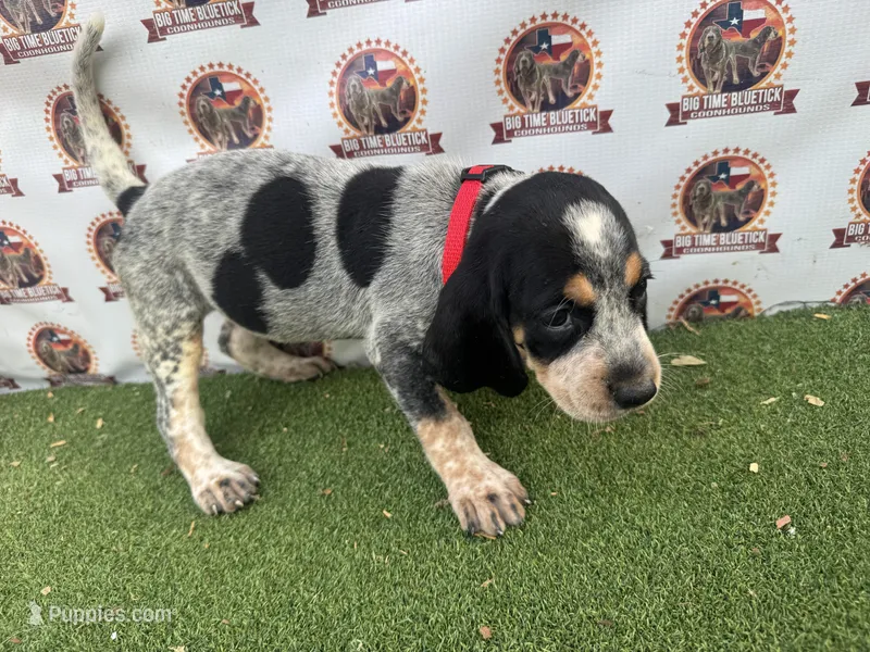 Texas Blueticks Female Red – Bluetick Coonhound puppy for sale in Fort Worth, TX