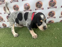 Texas Blueticks Female Red, a female Bluetick Coonhound for sale in Fort Worth, TX – 1 of 6