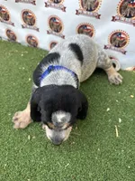 texas UKC bluetick -blue, a male Bluetick Coonhound for sale in Fort Worth, TX – 8 of 9