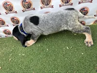 texas UKC bluetick -blue, a male Bluetick Coonhound for sale in Fort Worth, TX – 9 of 9