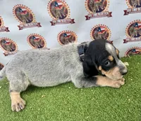 texas UKC bluetick -Tan, a male Bluetick Coonhound for sale in Fort Worth, TX – 2 of 9