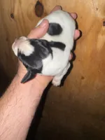 Texas Blueticks Female , a female Bluetick Coonhound for sale in Fort Worth, TX – 2 of 4