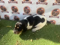 texas bluetick 1 m, a male Bluetick Coonhound for sale in Fort Worth, TX – 2 of 8