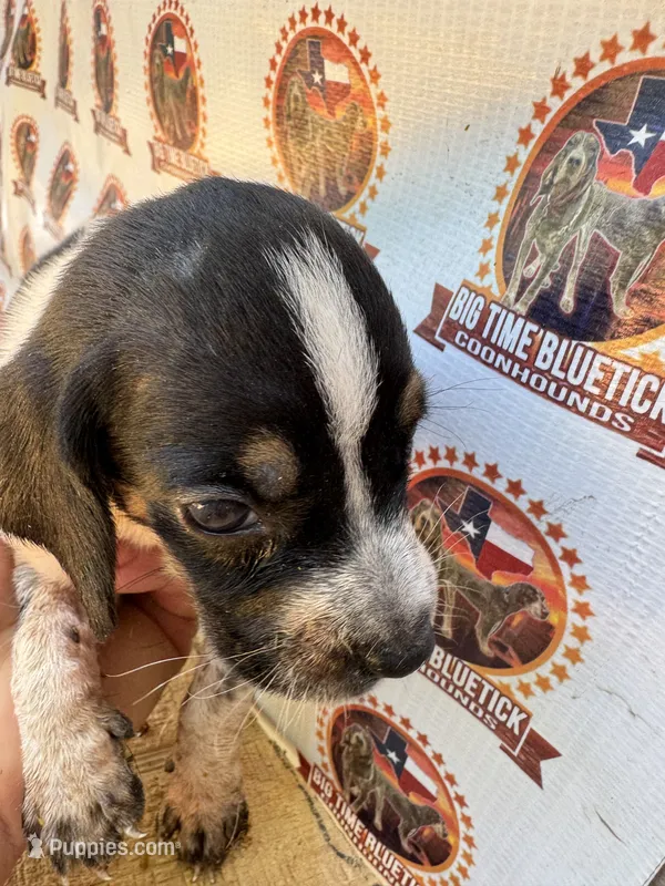 puppy 1  – Bluetick Coonhound puppy for sale in Fort Worth, TX