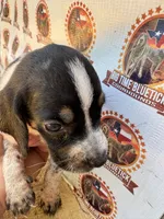 puppy 1 , a female Bluetick Coonhound for sale in Fort Worth, TX – 1 of 6