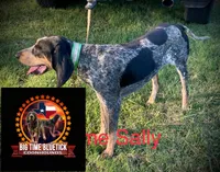 texas bluetick 1, a male Bluetick Coonhound for sale in Fort Worth, TX – 6 of 7