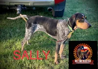 texas bluetick 1, a male Bluetick Coonhound for sale in Fort Worth, TX – 3 of 7
