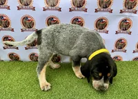texas Blueticks 1 , a male Bluetick Coonhound for sale in Fort Worth, TX – Photo 3 of 8