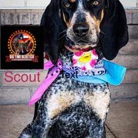 texas Blueticks 1 , a male Bluetick Coonhound for sale in Fort Worth, TX – Photo 5 of 8