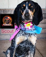 texas Blueticks 1 , a male Bluetick Coonhound for sale in Fort Worth, TX – Photo 2 of 5