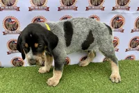 texas Blueticks 1 , a male Bluetick Coonhound for sale in Fort Worth, TX – Photo 2 of 8
