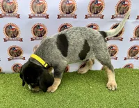 texas Blueticks 1 , a male Bluetick Coonhound for sale in Fort Worth, TX – Photo 4 of 8