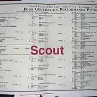 texas Blueticks 1 , a male Bluetick Coonhound for sale in Fort Worth, TX – Photo 8 of 8