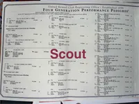 texas Blueticks 1 , a male Bluetick Coonhound for sale in Fort Worth, TX – Photo 3 of 5