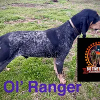 texas Blueticks 1 , a male Bluetick Coonhound for sale in Fort Worth, TX – Photo 6 of 8