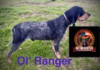 texas Blueticks 1 , a male Bluetick Coonhound for sale in Fort Worth, TX – Photo 5 of 5