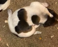 texas Blueticks 1 , a male Bluetick Coonhound for sale in Fort Worth, TX – Photo 1 of 5