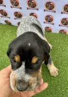 texas Blueticks 1 , a male Bluetick Coonhound for sale in Fort Worth, TX – Photo 1 of 8