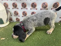 TexasBlueticks MaroonGirl, a female Bluetick Coonhound for sale in Fort Worth, TX – 2 of 9