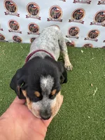 TexasBlueticks MaroonGirl, a female Bluetick Coonhound for sale in Fort Worth, TX – 1 of 9